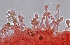 Tautropfen-Scheinhelmling, Foto 13