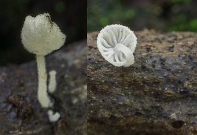 Tautropfen-Scheinhelmling, Foto 4