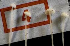 Tautropfen-Scheinhelmling, Foto 9