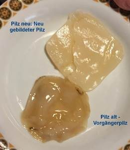 Teepilz, Foto 4