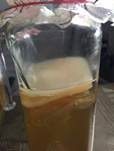 Teepilz, Foto 5