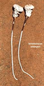 Termitenpilz, Foto 5