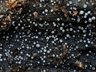 Thysanophora-Morschholz Schimmelpilz, Foto 3
