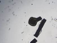 Thysanophora-Morschholz Schimmelpilz, Foto 13