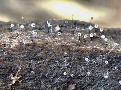 Thysanophora-Morschholz Schimmelpilz, Foto 5