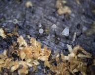Thysanophora-Morschholz Schimmelpilz, Foto 6