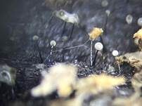 Thysanophora-Morschholz Schimmelpilz, Foto 7