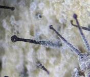 Thysanophora-Morschholz Schimmelpilz, Foto 10