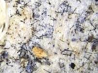 Thysanophora-Morschholz Schimmelpilz, Foto 11