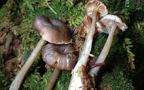 Tiefgenabelter Glöckling, Foto 2