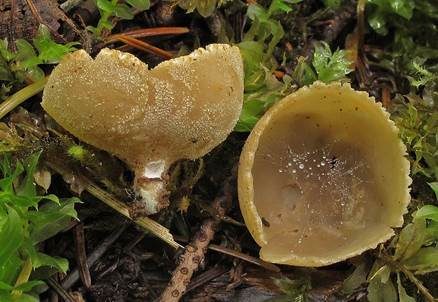 Tiegelförmiger Kelchbecherling, Foto 2