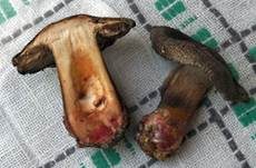 Tigerritterling, Foto 24
