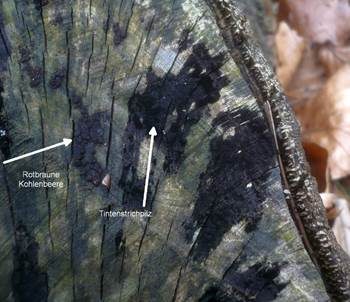 Tintenstrichpilz, Foto 3