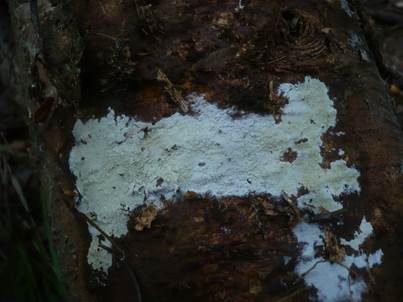 Tonfarbener Rindenpilz, Foto 2