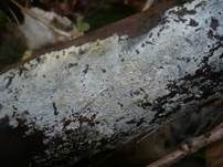 Tonfarbener Rindenpilz, Foto 7