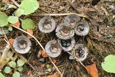 Topfteuerling, Foto 14