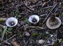 Topfteuerling, Foto 17