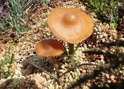 Torfmooshäubling, Foto 2