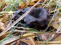 Totentrompete, Foto 22