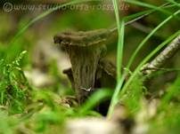 Totentrompete, Foto 37