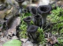 Totentrompete, Foto 38