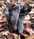 Totentrompete, Foto 39
