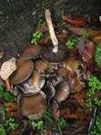 Tränender Saumpilz, Foto 36