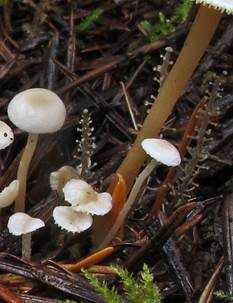 Traubenstieliger Sklerotienrübling, Foto 3