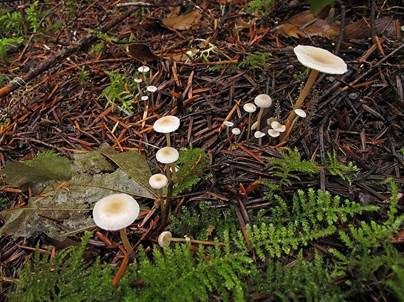 Traubenstieliger Sklerotienrübling, Foto 4