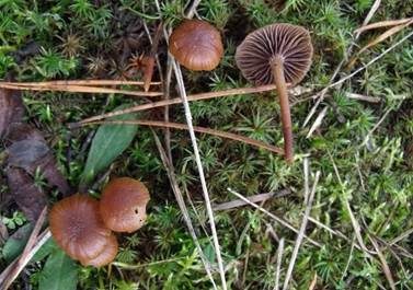 Trockener Kahlkopf, Foto 2