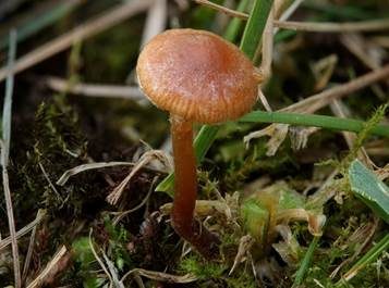 Trockener Kahlkopf, Foto 3