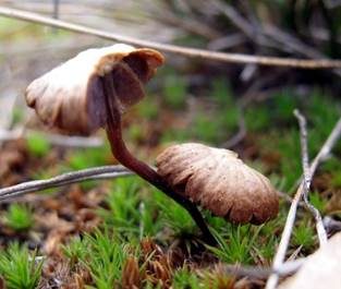 Trockener Kahlkopf, Foto 6