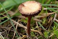 Trockener Kahlkopf, Foto 7