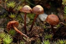 Trockener Kahlkopf, Foto 10