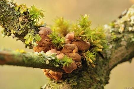 Trollhand, Foto 4
