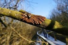 Trollhand, Foto 6