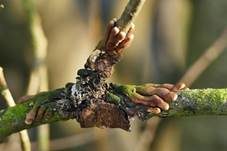 Trollhand, Foto 8