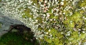 Trompetenflechte, Foto 6