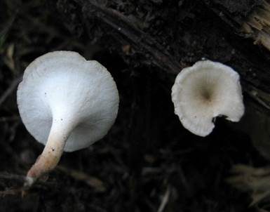 Trompetenförmiger Stielporling, Foto 2