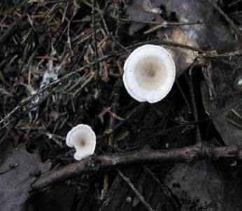 Trompetenförmiger Stielporling, Foto 3