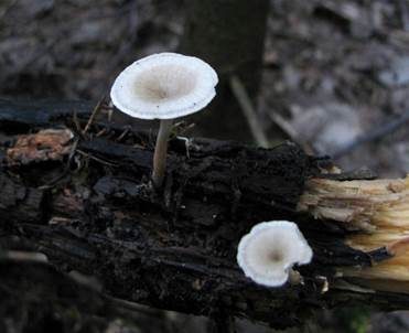 Trompetenförmiger Stielporling, Foto 4