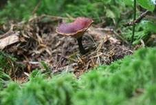 Trompetenförmiger Stielporling, Foto 5