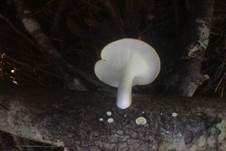 Trompetenförmiger Stielporling, Foto 6