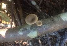 Trompetenförmiger Stielporling, Foto 7