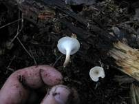 Trompetenförmiger Stielporling, Foto 9