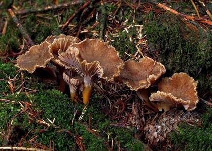 Trompetenpfifferling, Foto 2