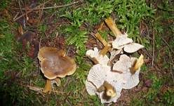 Trompetenpfifferling, Foto 12