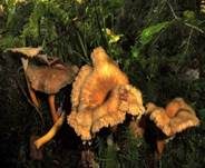 Trompetenpfifferling, Foto 20