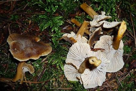 Trompetenpfifferling, Foto 4