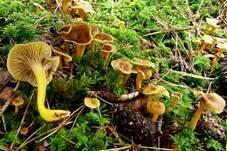Trompetenpfifferling, Foto 27
